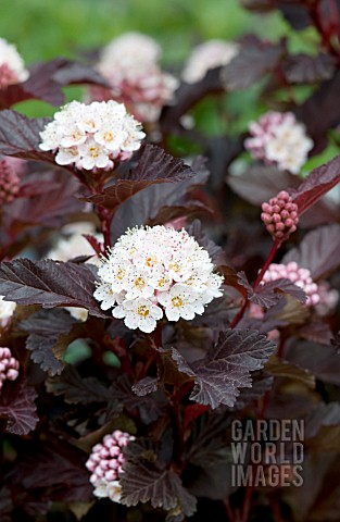 PHYSOCARPUS_OPULIFOLIUS_CENTER_GLOW