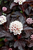 PHYSOCARPUS OPULIFOLIUS CENTER GLOW