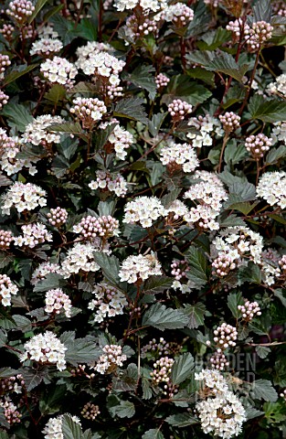 PHYSOCARPUS_OPULIFOLIUS_SUMMER_WINE