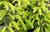 PICEA ABIES AUREA