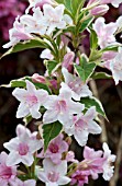 WEIGELA FLORIDA KOLSUNN MAGICAL FANTASY