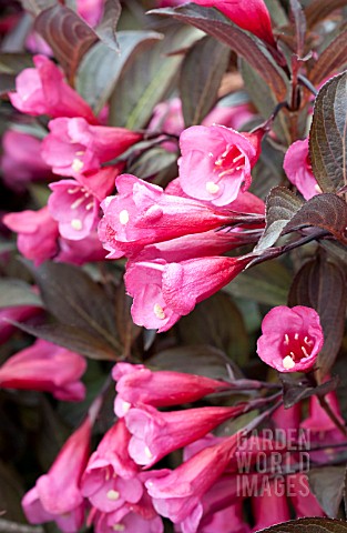 WEIGELA_FLORIDA_ALEXANDRA