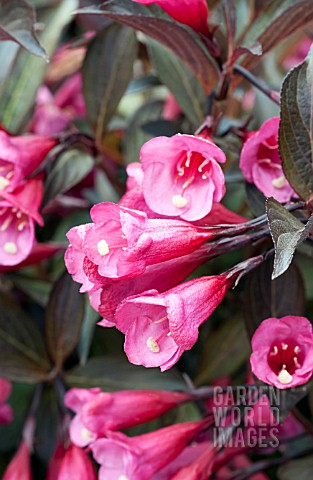 WEIGELA_FLORIDA_ALEXANDRA