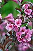 WEIGELA FLORIDA BRAMWELL FINE WINE