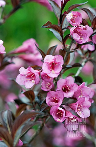 WEIGELA_FLORIDA_BRAMWELL_FINE_WINE