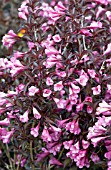 WEIGELA FLORIDA BRAMWELL FINE WINE