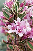 WEIGELA FLORIDA MAGICAL RAINBOW