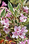 WEIGELA FLORIDA MAGICAL RAINBOW