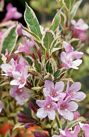 WEIGELA_FLORIDA_MAGICAL_RAINBOW