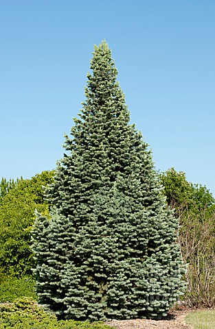 ABIES_LASIOCARPA_ARIZONICA_COMPACTA