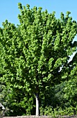 ACER RUBRUM AUTUMN SPIRE