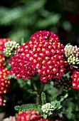 ACHILLEA MILLEFOLIUM PAPRIKA