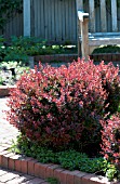 BERBERIS THUNBERGII CRIMSON PYGMY