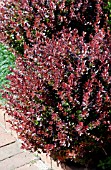 BERBERIS THUNBERGII CRIMSON PYGMY