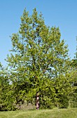 BETULA NIGRA HERITAGE