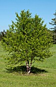 BETULA NIGRA MIKE ZINS COMPACT