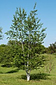 BETULA PAPYRIFERA VAREN