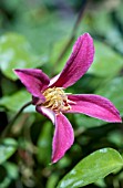 CLEMATIS TEXENSIS PRINCESS DIANA