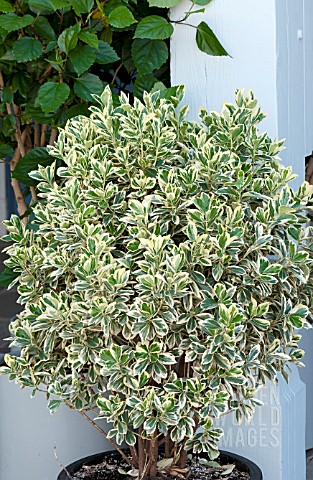 EUONYMUS_JAPONICUS_SILVER_KING