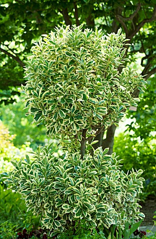 EUONYMUS_JAPONICUS_SILVER_QUEEN