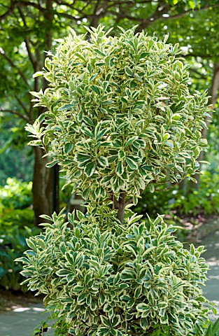 EUONYMUS_JAPONICUS_SILVER_QUEEN