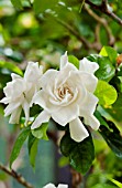 GARDENIA JASMINOIDES