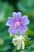 GERANIUM IBERICUM