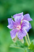 GERANIUM IBERICUM