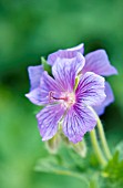 GERANIUM IBERICUM