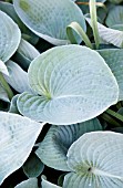 HOSTA BUCKSHAW BLUE