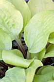 HOSTA DESIGNER GENES