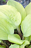 HOSTA DESIGNER GENES