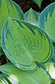 HOSTA JUNE