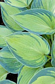 HOSTA JUNE