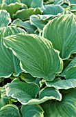 HOSTA SAGAE