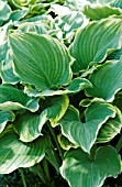 HOSTA SAGAE