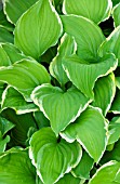 HOSTA SUMMER FRAGRANCE