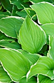 HOSTA SUMMER FRAGRANCE