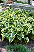 HOSTA MONTANA AUREOMARGINATA