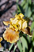 IRIS GERMANICA DREAM OF GOLD