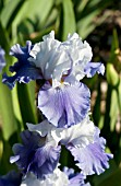 IRIS GERMANICA GLISTENING ICICLE