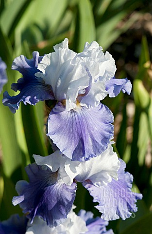 IRIS_GERMANICA_GLISTENING_ICICLE