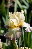 IRIS GERMANICA GYPSY GLITTER