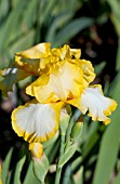 IRIS GERMANICA JOYCE TERRY