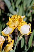 IRIS GERMANICA JOYCE TERRY