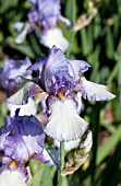 IRIS GERMANICA LADY JAN