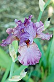 IRIS GERMANICA RASPBERRY RIPPLES