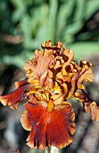 IRIS GERMANICA RUSTLER