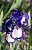 IRIS GERMANICA STEPPING OUT