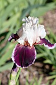 IRIS GERMANICA SWEETER THAN WINE